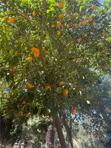 Orange tree.