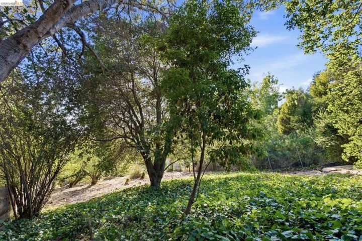 Expansive green space featuring a verdant ground cover and mature trees, providing natural shade. Lots of Potential
