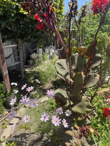 Close Up Photo of flowers in Yard