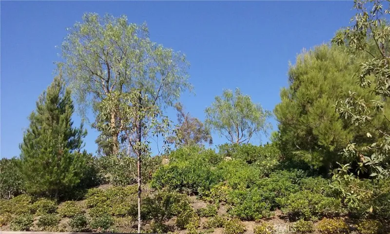 View from Backyard