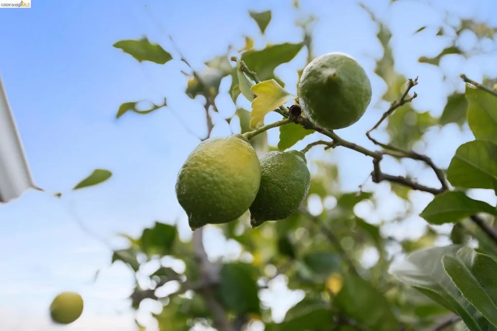 Fruit Trees