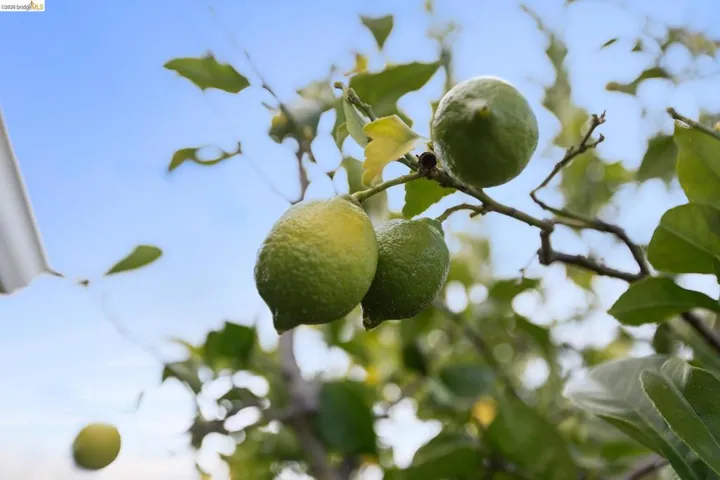 Fruit Trees