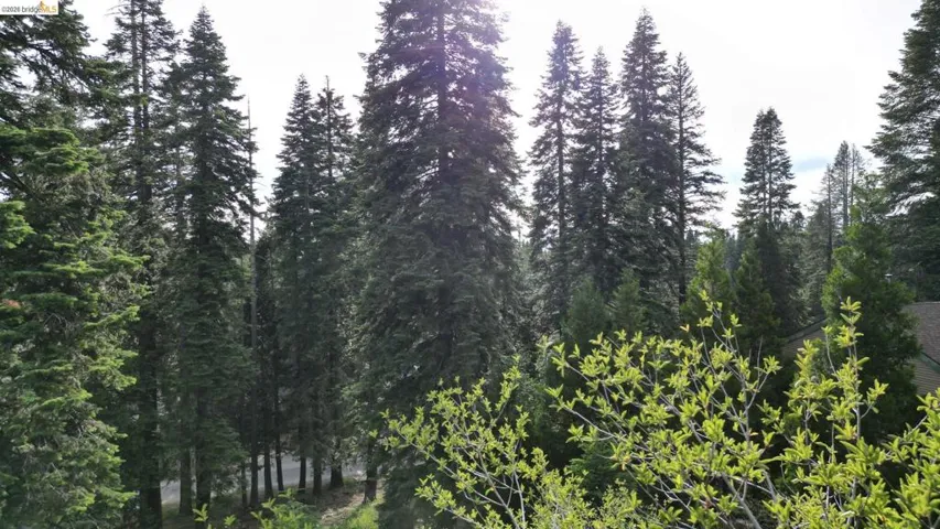 Looking through the trees of the property below.