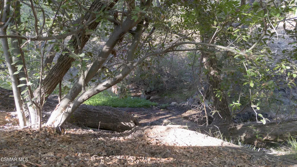 Creek Behind Backyard