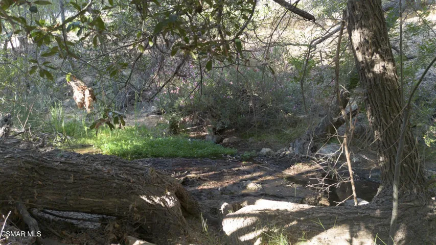 Creek Behind Backyard