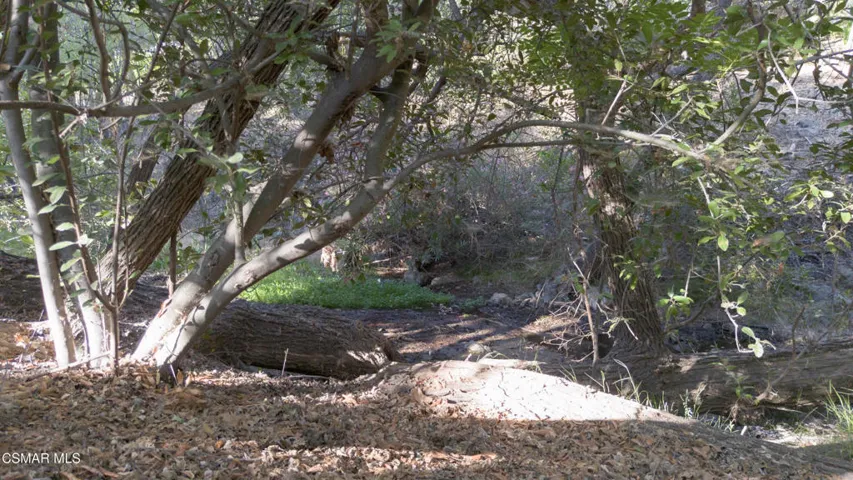Creek Behind Backyard