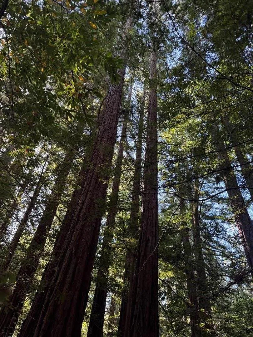 redwoods-on this property