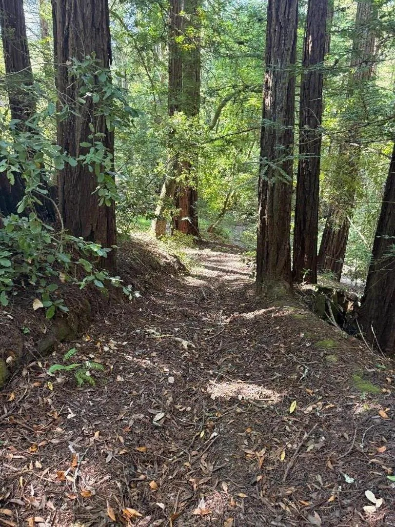 trail on property to creek and Huddart Park