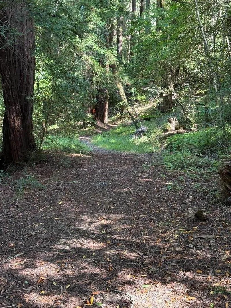 woodland trail- on this property