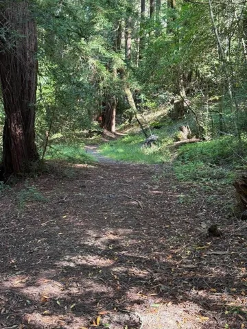 woodland trail- on this property