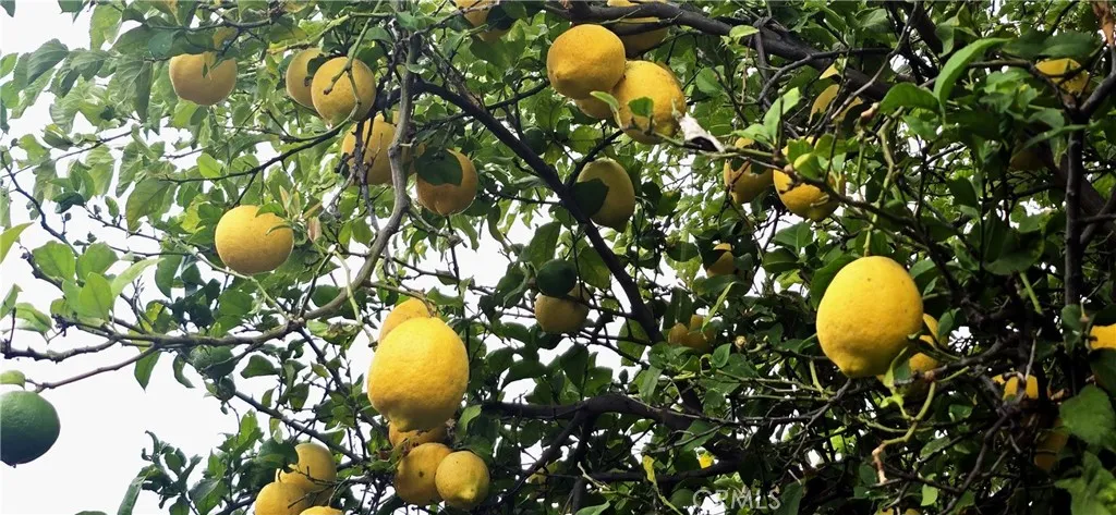 2711's Producing Lemon Tree