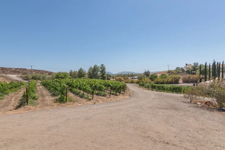 Vineyard