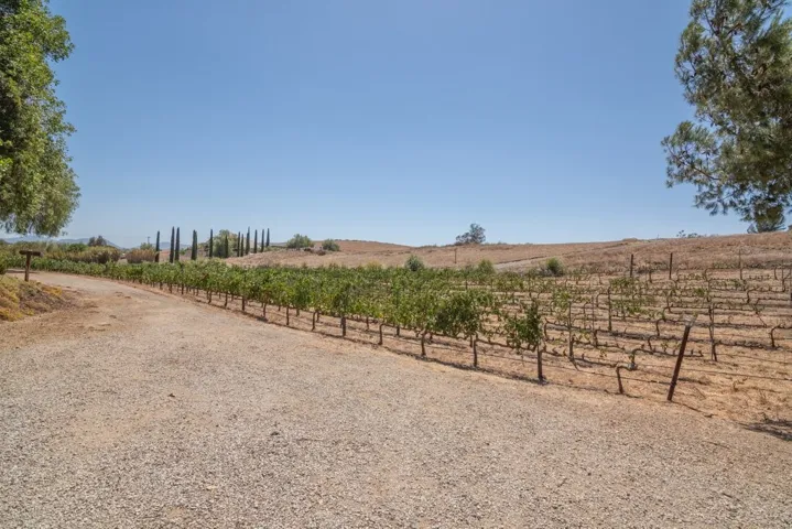 Vineyard