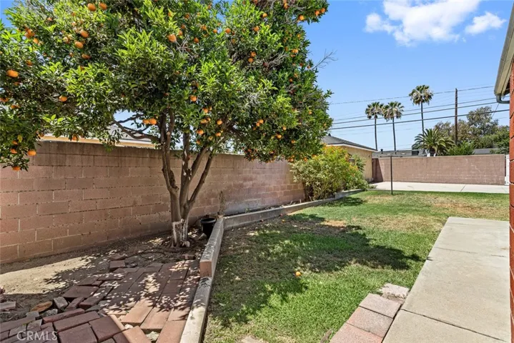 Backyard with fruitful tangerine tree, block wall and lawn.
