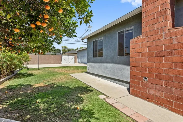 Backyard with fruitful tangerine tree and lawn.