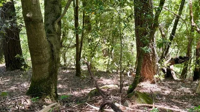 19179 Skyline Boulevard, Los Gatos, California 95033