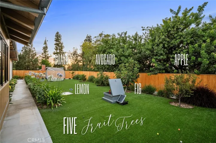5 Fruit Trees: Guava, Lemon, Avocado, Fig, Apple