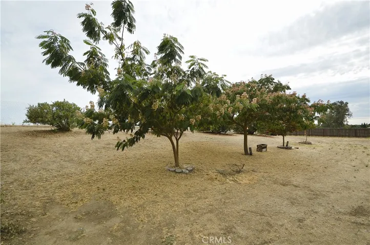 Backyard trees