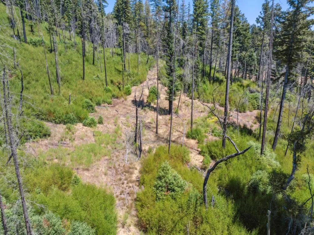 & 06 Branson, Boulder Creek, California 95006 — photo 5