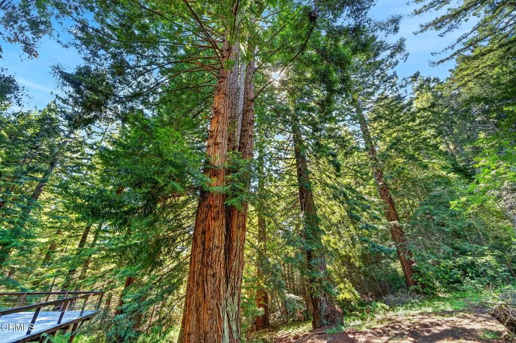 40 redwoods