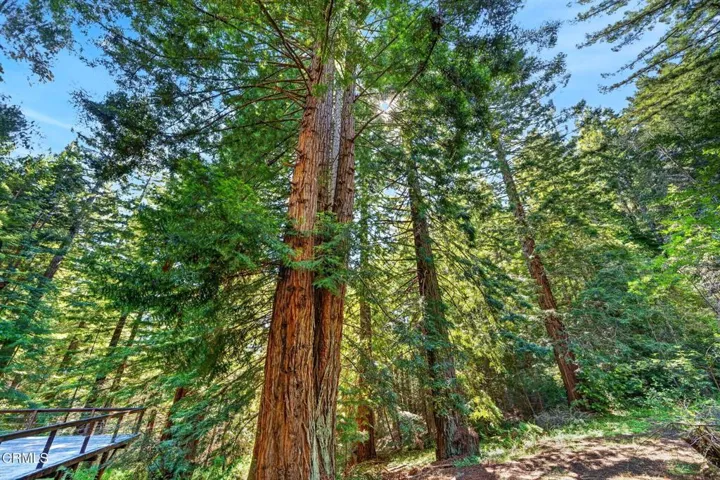 40 redwoods