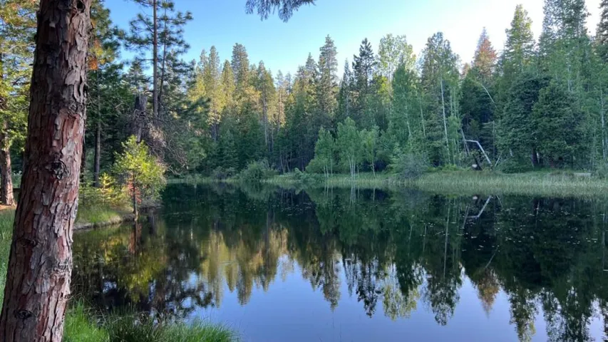 Lake Snowshoe in early summer; the water level is high, everything is green.