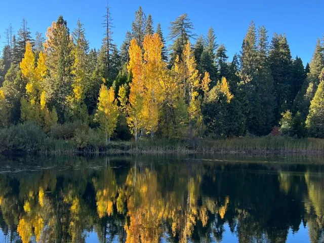 Lake Snowshoe in autumn with the leaves turning shades of gold