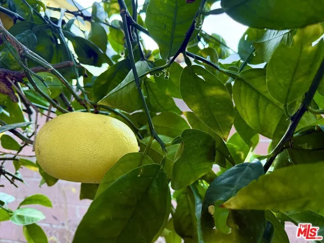 huge pomelo / grapefuit