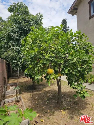 enjoy fresh, organic fruits