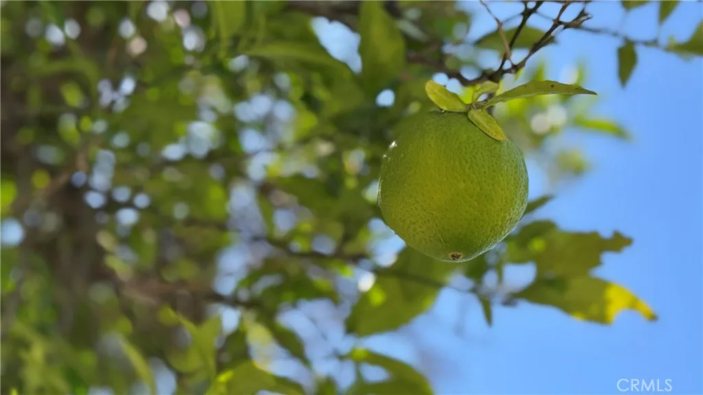 Fruit Trees