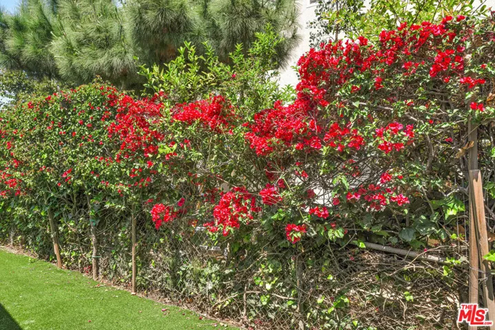 Side Yard Bougainvillea