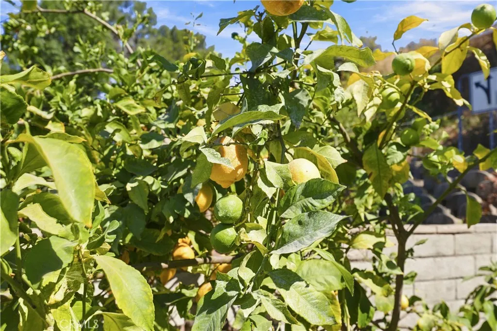 Love lemons? Very juciy
