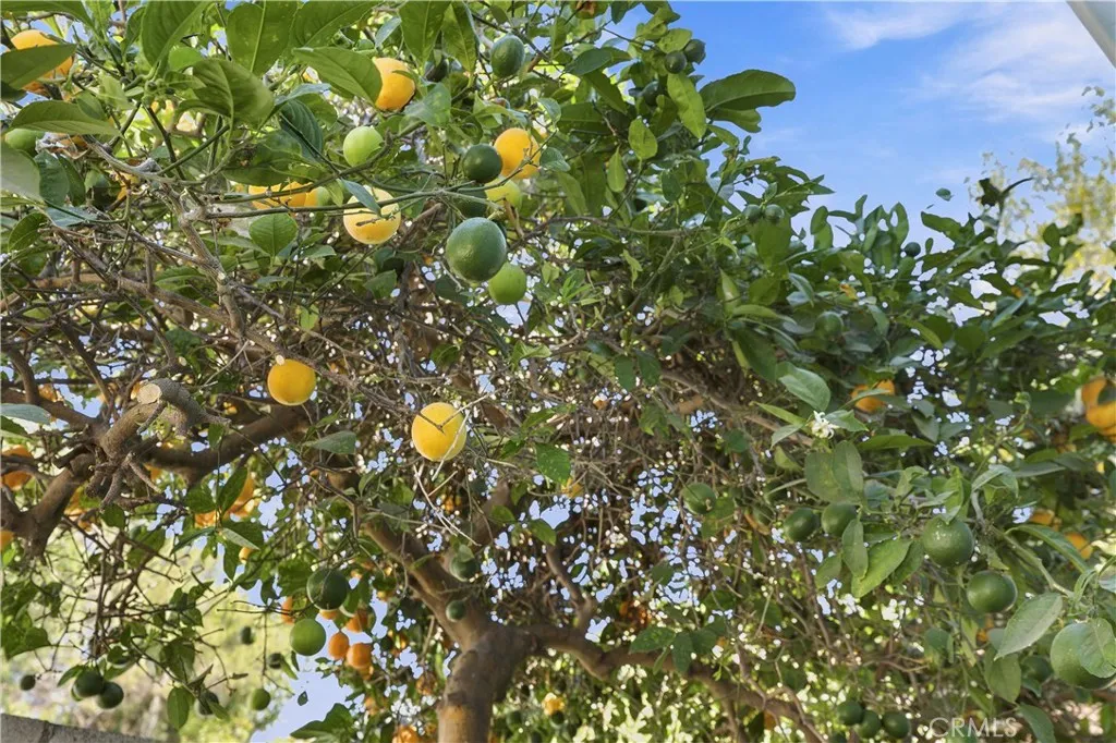 Enjoy the tasty and very juicy oranges