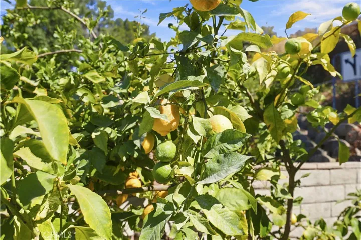 Love lemons? Very juciy