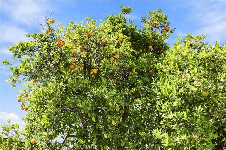 Again those tasty and very juciy oranges!