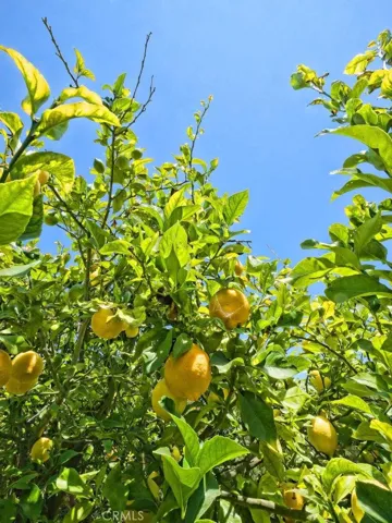 Orchard