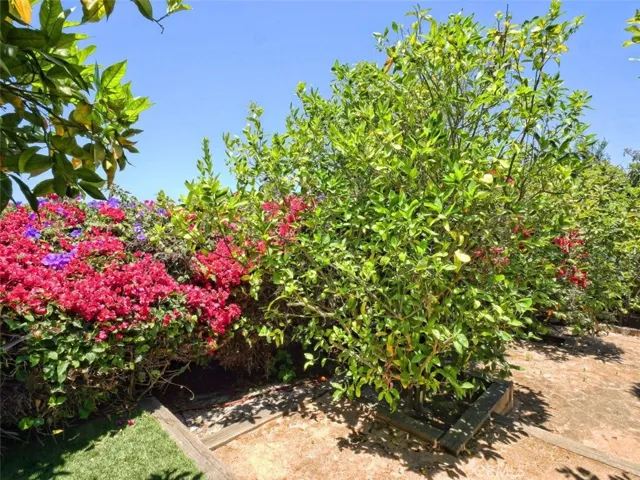 Orchard