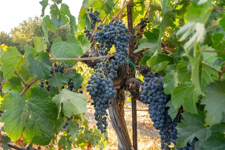 2925 Anderson Road, Paso Robles, California 93446