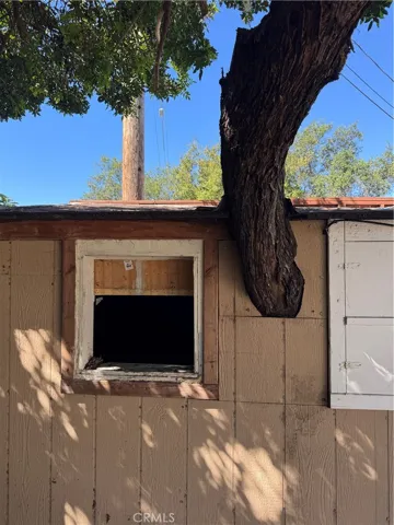 Tree growing out of shed.