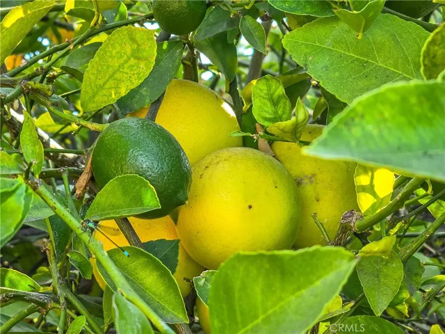 Lemon tree on patio