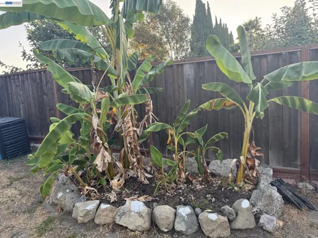 1603 Morgan St, Mountain View, California 94043