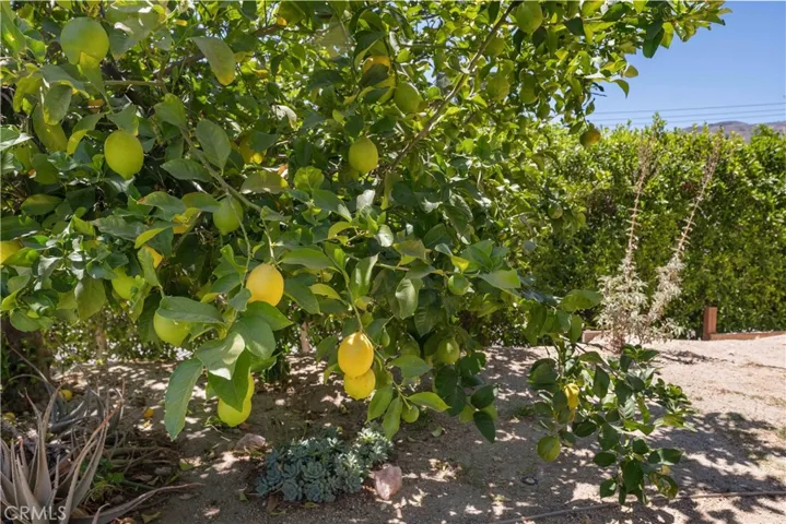 Lemons!