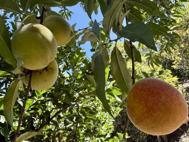 764 Old Highway 395, Fallbrook, California 92028