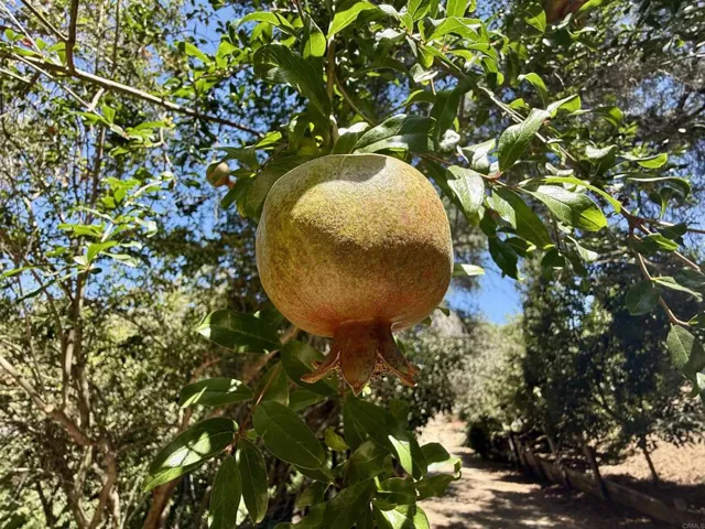 764 Old Highway 395, Fallbrook, California 92028