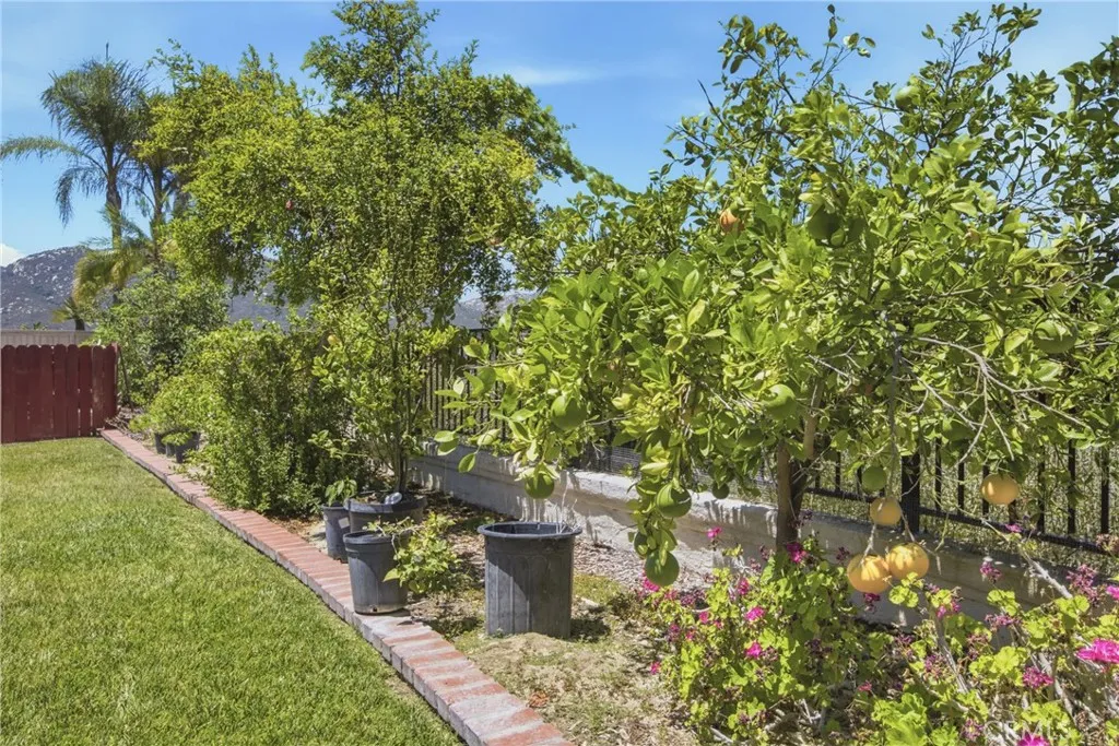 MATURE FRUIT TREES