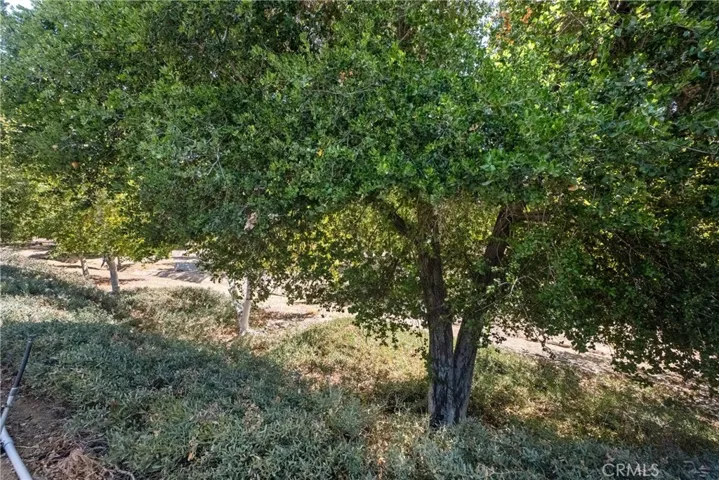 The nature preserve behind the home.