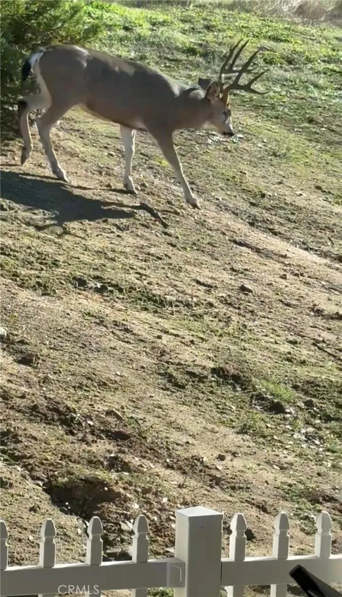 Native local wildlife, including deer and turkeys, frequently visit the serene, private acreage.