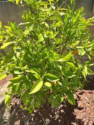 Dwarf citrus...maybe orange?