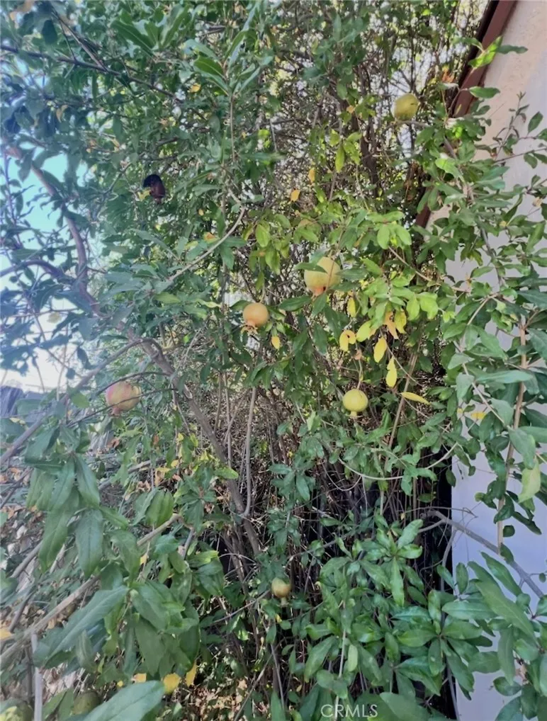 Pomegranate Trees