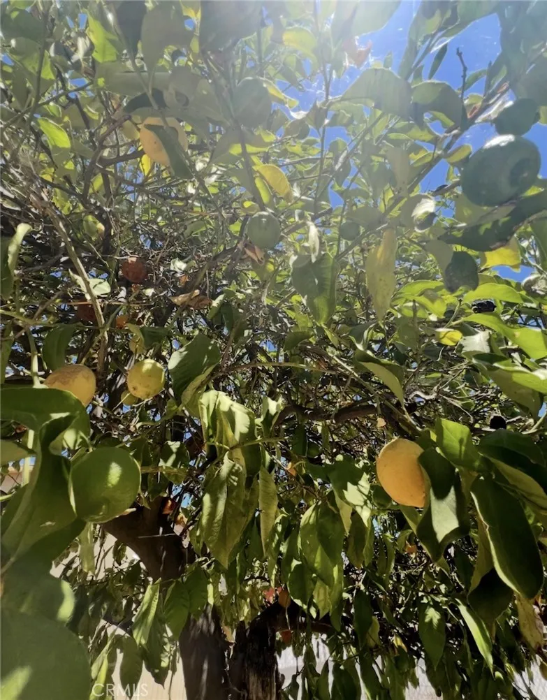 Lemon Trees
